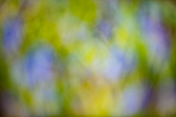 Tulips in a Blur 1