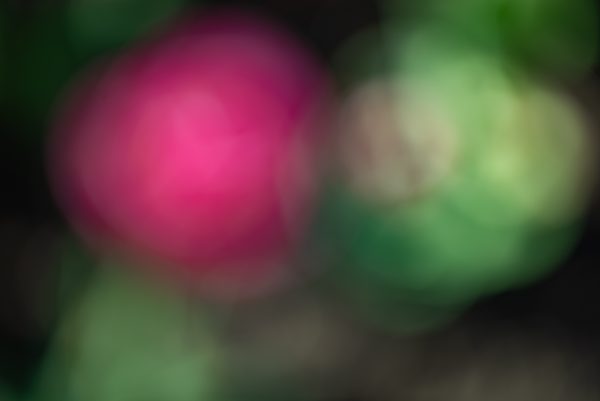 Tulips in a Blur 2