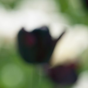 Tulips in a Blur 9