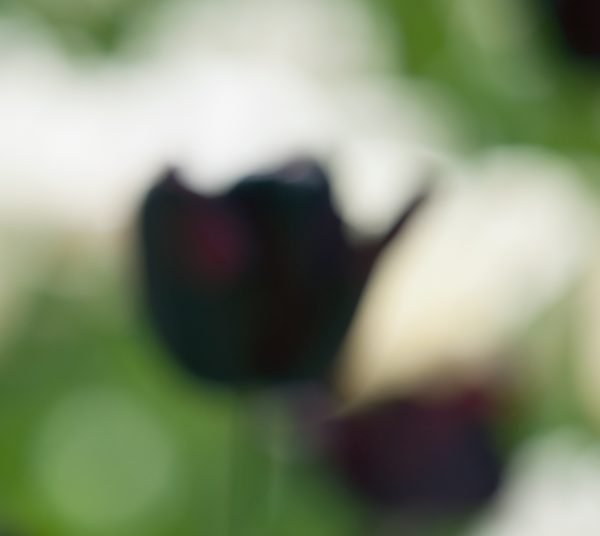 Tulips in a Blur 9