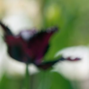 Tulips in a Blur 10