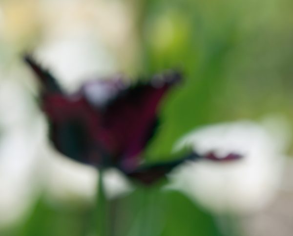 Tulips in a Blur 10