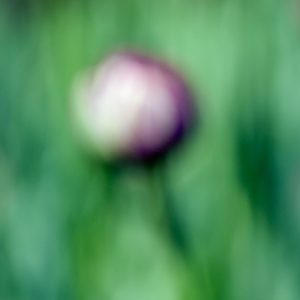 Tulips in a Blur 13