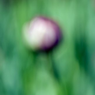Tulips in a Blur 13