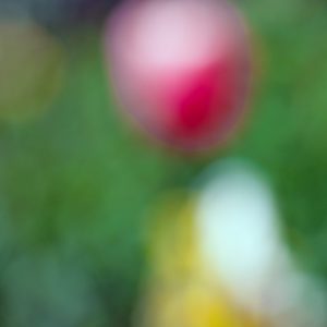 Tulips in a Blur 15