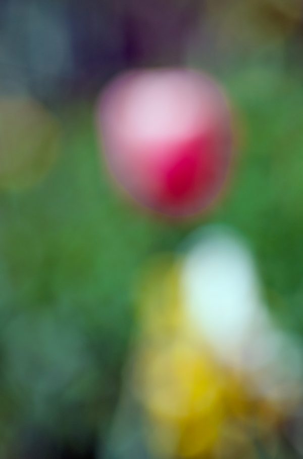 Tulips in a Blur 15