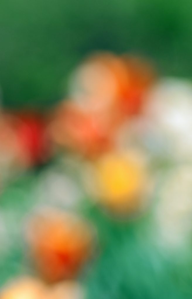 Tulips in a Blur 12