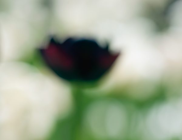 Tulips in a Blur 8