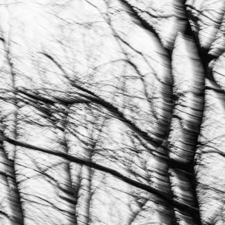 Captivating Invisible Evidence 2 – Abstract Tree Branch Photography by Alexei Quintero