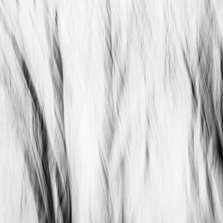 Captivating Invisible Evidence 3 – Abstract Tree Branch Photography by Alexei Quintero
