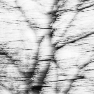 Captivating Invisible Evidence 4 – Abstract Tree Branch Photography by Alexei Quintero