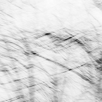 Captivating Invisible Evidence 5 – Abstract Tree Branch ICM Photography by Alexei Quintero