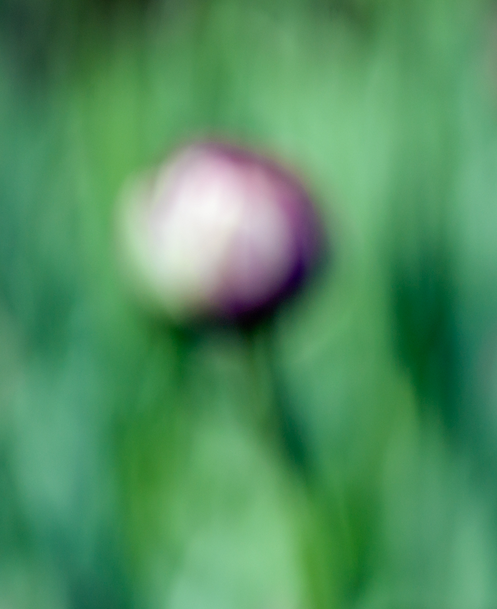 Tulips in a Blur