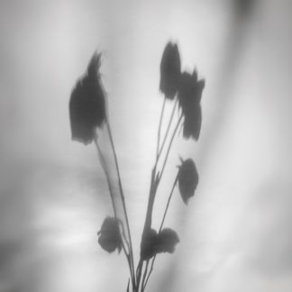 Shadows Play – Still Life-Feature